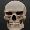 shyrusjestercpalc