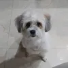 ngtramsocute