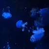 lnwnn_7