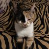shelby_thecat1