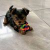 yorkiepuppiesforadopt1on