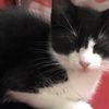 randomthingkitty10