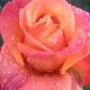 marouane_hino