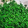 binhhoang699