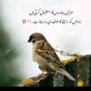 tayyabchh3