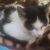 kitty__oreo