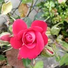 elene2735
