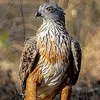 hawk31158