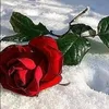 salma.btl