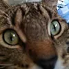 kayokat_
