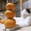 catwithorangesreal
