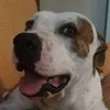 omarsaidachantouf
