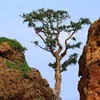 quynhnhu123456789