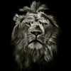 sanad7007