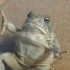 friedfrog911