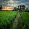 bungamawar76330