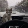 chmotyp0e