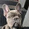 snorri_the_frenchbulldog