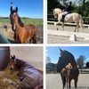 dressagexriders