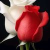 user7230212613533