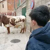 mjlietor