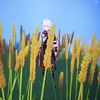 eniiastarshine