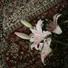 al_najm313