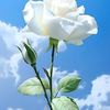 florecita2127