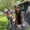 ridgebacknbobtail