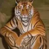 natravke33