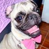 catalinalapug