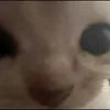 thomycho1