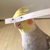 thesillybirb