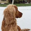 english_cocker_spaniel