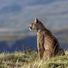 animal_editz_32