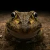frog108478