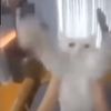 gio_rgio7