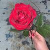 remas__sultan1