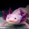 skinwalkingaxolotlpal