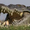 crocjaws7645