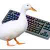 duckwithakeyboard
