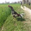 naveedahmad4525