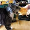 renn_cat_lover