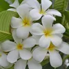 plumeria_087