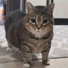 i_have_a_cat_in_repost