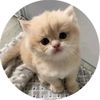 pipin3535