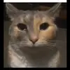 cat_the_cat_cat