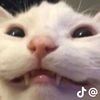 lala_cchshehd