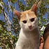 catsarefun99