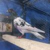 sunny.sajjad86